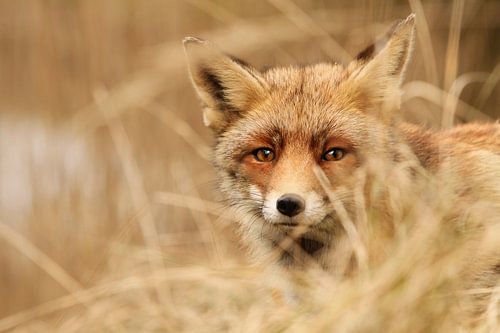 Red fox hiding in the reeds
