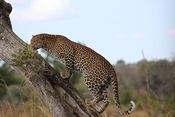 Luipaard, Zuid-Afrika by Robin de Meulder