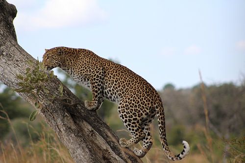 Luipaard, Zuid-Afrika