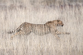 Close-up of a beautiful cheetah in action in the African wilderness
