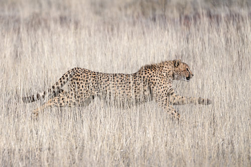 Gros plan sur un magnifique guépard en pleine action dans la nature africaine