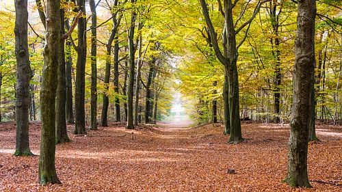 Bos in herfstkleuren