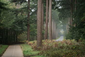 Speulderbos, Gelderland, die Niederlande - 23. Oktober 2019 : Fahrradweg neben der Straße im Speulde
