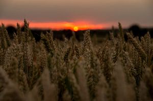 Zonsondergang  korenveld van Jasper Los