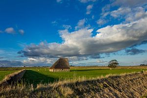 Texel-Schafstall