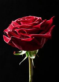 rode roos von Eric van den Berg