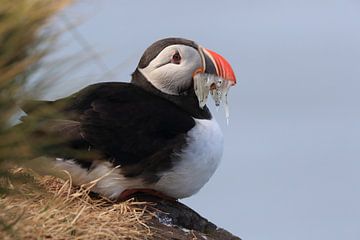 Puffins with sandeels Iceland by Frank Fichtmüller