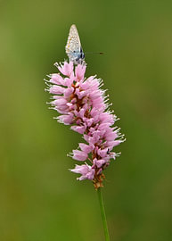 Azuré des buissons sur une renouée rose sur Acharya Fotografie