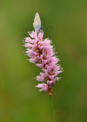 Hauhechel-Bläuling auf rosa Schlangen-Knöterich