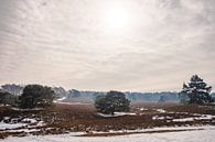 Winters heidelandschap Brunssummerheide van Heleen Pennings thumbnail