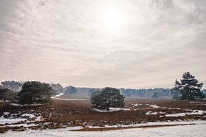 Moor in the winter sur Heleen Pennings