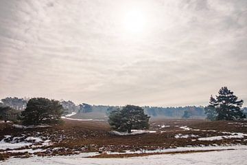 Moor in the winter by Heleen Pennings