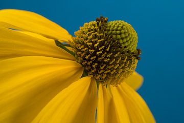 Zonnige gele Zonnehoed (Echinacea) met blauw van Marjolijn van den Berg