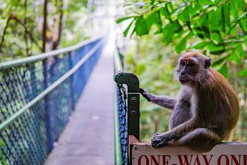 At the entrance of the TreeTop Walk in Singapore by Barbara Riedel