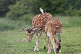 Lief hertenkoppel by Nienke van den Brink