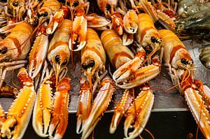 Norway lobster by Hans Verhulst