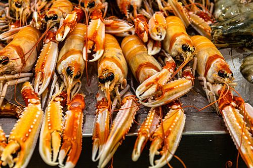 Norway lobster