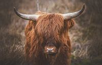 Schotse hooglander in Limburg van Richard Driessen thumbnail