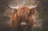 Schotse hooglander in Limburg