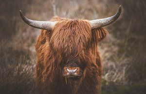 Highlander écossais dans le Limbourg