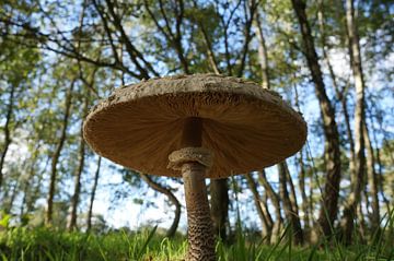 champignon parasol parmi les arbres