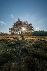Autumn sun over heathland Deelerwoud