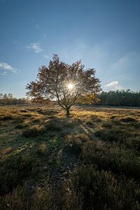 Herbstsonne über dem Heideland Deelerwoud