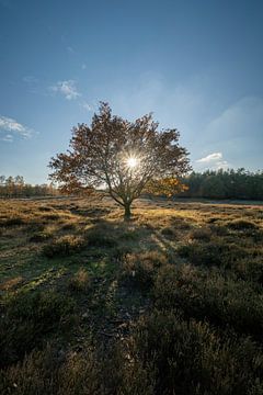 Soleil d'automne sur la lande Deelerwoud