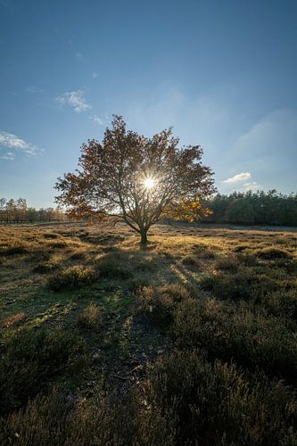 Herfstzon over heide Deelerwoud