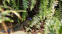 Blauwe dendrobaat