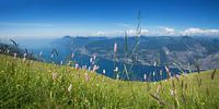 Wilde bloemenweide op Monte Baldo Italië