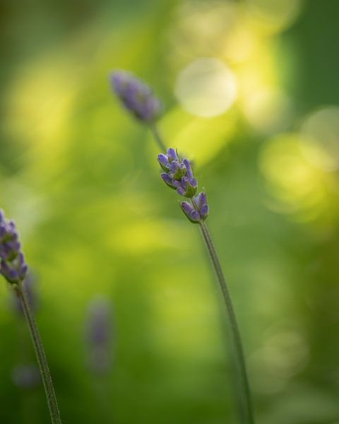 Lavender Rest by Studio Liefkoos