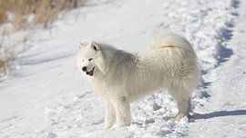 Samoyed
