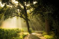 Light Shower von Martin Podt Miniaturansicht