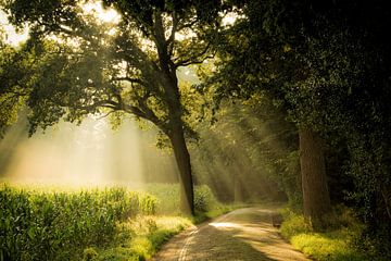 Light Shower sur Martin Podt