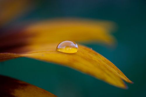 Tropfen auf eine Blume