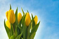 Frisse gele tulpen in de buitenlucht van Jolanda de Jong-Jansen thumbnail