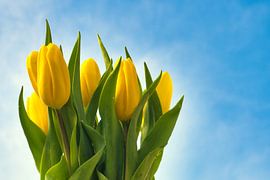 Frisse gele tulpen in de buitenlucht van Jolanda de Jong-Jansen