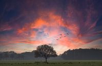 Zonsondergang met boom van Arie Flokstra Natuurfotografie thumbnail