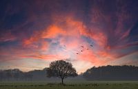 Zonsondergang met boom