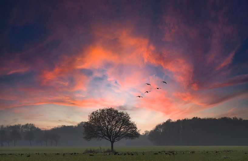 Zonsondergang met boom van Arie Flokstra Natuurfotografie
