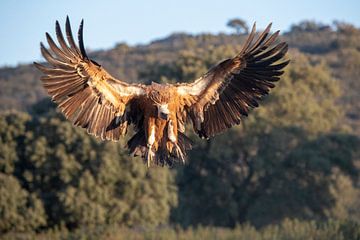 Vale Gier (Gyps fulvus) in vlucht. van AGAMI Photo Agency