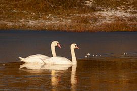 Twee zwanen in een bevroren duinmeer in het Noordhollands Duinreservaat Bergen aan Zee van Bram Lubbers