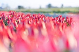 Tulpen aus dem Norden, Garsthuizen von Ronnie Schuringa