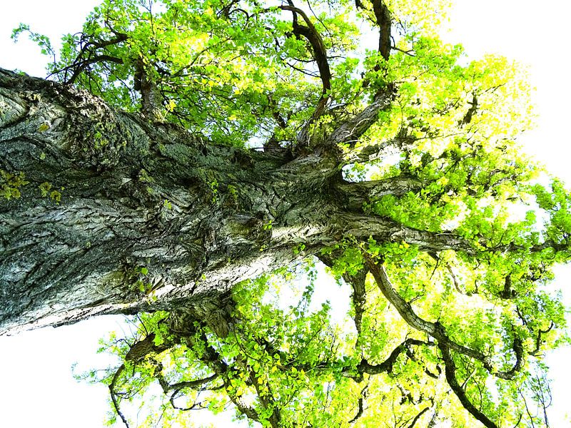 Tree Magic 127 von MoArt (Maurice Heuts)