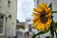 Sonnenblume