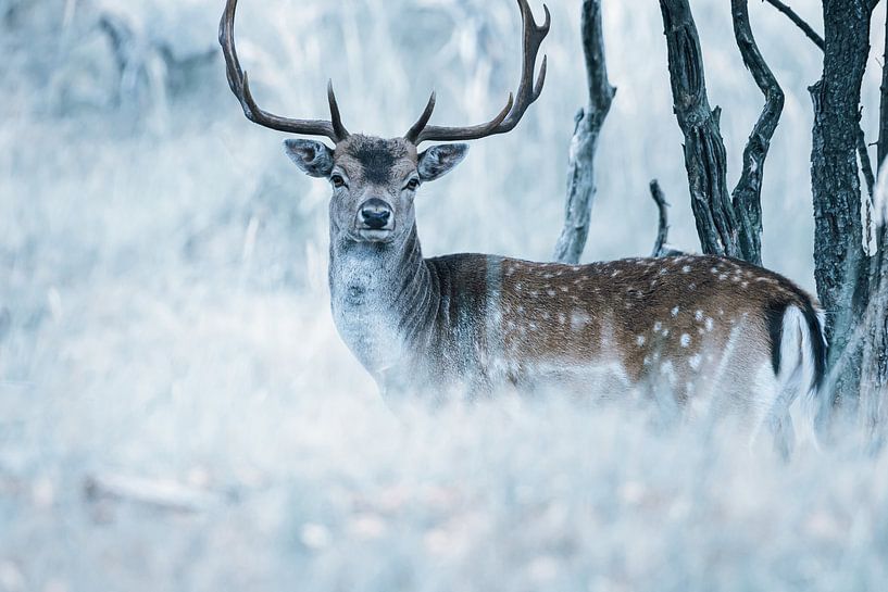 Deer with large antlers in the Dunes - fallow deer by Jolanda Aalbers