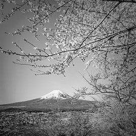 Charmanter Blick auf den Fuji bei Kirschblüte | monochrom von Melanie Viola
