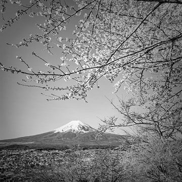 Charmant uitzicht op de berg Fuji tijdens de kersenbloesem in monochrom van Melanie Viola