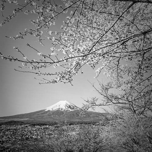 Charmant uitzicht op de berg Fuji tijdens de kersenbloesem in monochrom